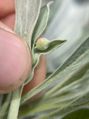 Rhopalomyia audibertiae