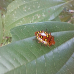 Iphiclus sedecimmaculatus