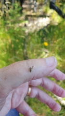 Austrotephritis poenia