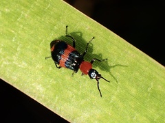 Dicranolaius bellulus