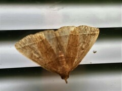 Zanclognatha obscuripennis