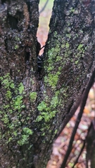 Candelariella efflorescens