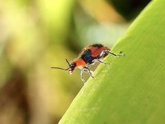 Dicranolaius bellulus