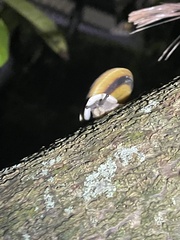 Caracolus marginella