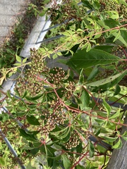Viburnaceae