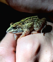 Leptodactylus fuscus
