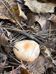 Hygrophorus flavodiscus