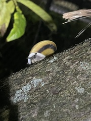 Caracolus marginella