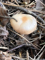Hygrophorus flavodiscus