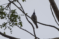 Cyanomitra verticalis