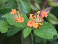 Lantana camara