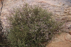 Eriocephalus microphyllus