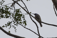 Cyanomitra verticalis