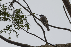 Cyanomitra verticalis