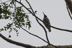 Cyanomitra verticalis