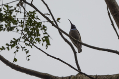 Cyanomitra verticalis