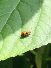 Aulacophora hilaris