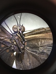 Nymphalidae