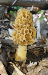 Morchella americana