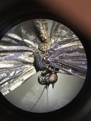 Nymphalidae