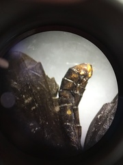 Nymphalidae