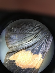 Nymphalidae