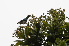 Anthreptes rectirostris