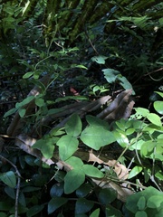 Boquila trifoliolata