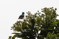 Anthreptes rectirostris