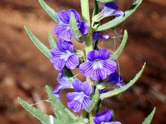 Stemodia florulenta