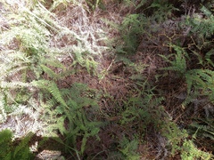 Gleichenia