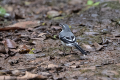 Motacilla clara