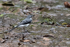 Motacilla clara
