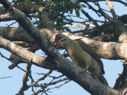 Fine-spotted Woodpecker (Campethera punctuligera), photo 10