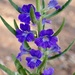Stemodia florulenta - Photo (c) cinclosoma, algunos derechos reservados (CC BY-NC), subido por cinclosoma