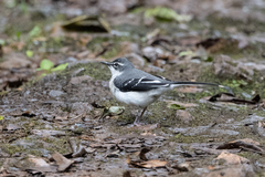 Motacilla clara