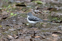 Motacilla clara