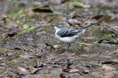 Motacilla clara