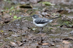 Motacilla clara