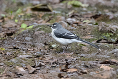Motacilla clara