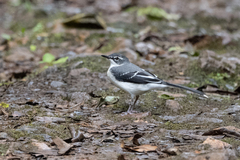Motacilla clara