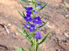 Stemodia florulenta