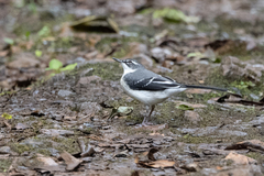 Motacilla clara