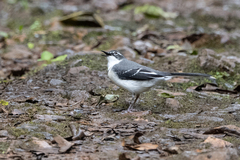 Motacilla clara