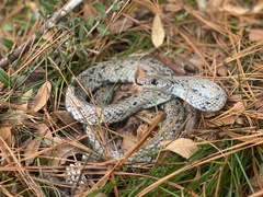 Coluber constrictor anthicus