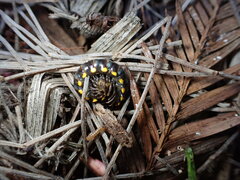 Harpaphe haydeniana scotia