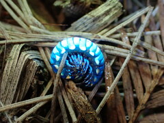 Harpaphe haydeniana scotia