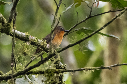 iNaturalist image
