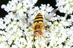 Epistrophe xanthostoma