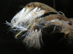 Asclepias subverticillata